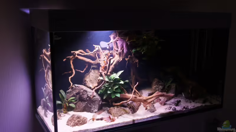 Aquarium Hauptansicht von Kongo River Aquarium Hauptansicht von Kongo River