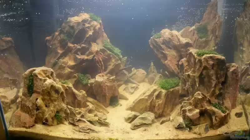 Aquarium Hauptansicht von Korallenmoos Scape Aquarium Hauptansicht von Korallenmoos Scape