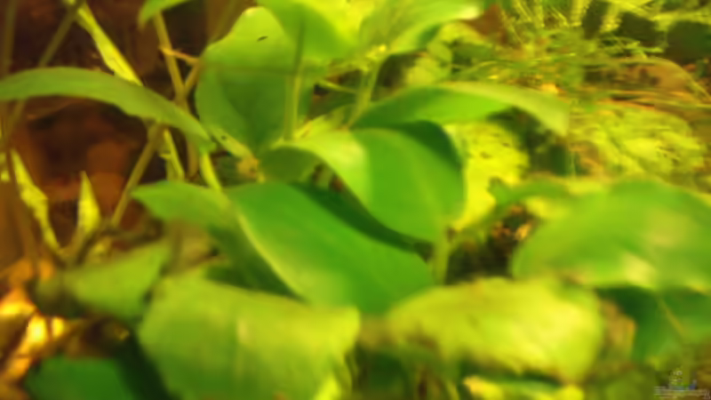 Aquarium Hauptansicht von Krabbelstube Aquarium Hauptansicht von Krabbelstube