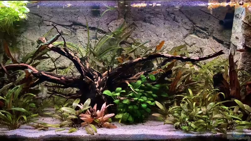 Aquarium Hauptansicht von Krabi-Thailand Becken Aquarium Hauptansicht von Krabi-Thailand Becken