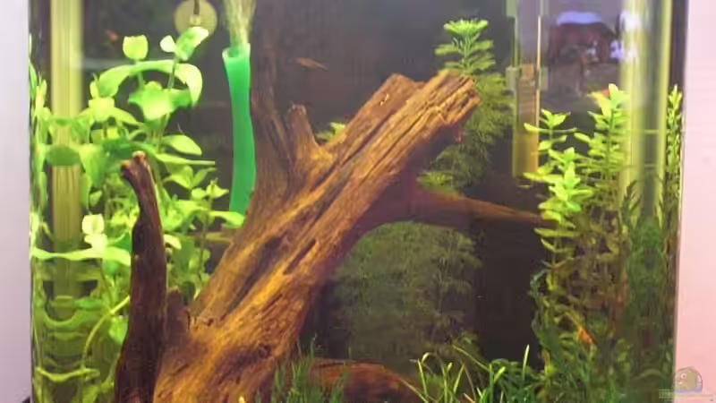 Aquarium Hauptansicht von KREBS -- WG Aquarium Hauptansicht von KREBS -- WG