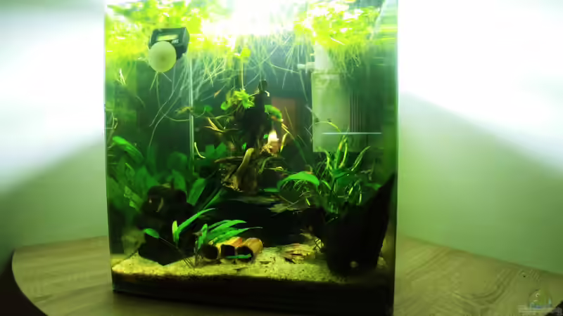 Aquarium Hauptansicht von Krebs und Garnelen becken Aquarium Hauptansicht von Krebs und Garnelen becken