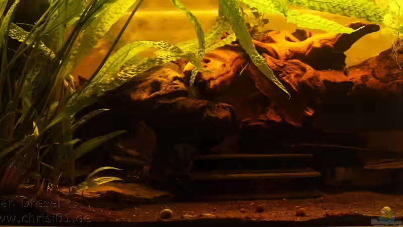 Aquarium Hauptansicht von L 134 Artenbecken Aquarium Hauptansicht von L 134 Artenbecken