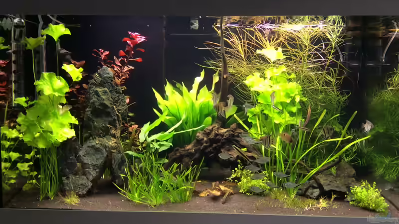 Aquarium Hauptansicht von L46 ...and friends ;-) Aquarium Hauptansicht von L46 ...and friends ;-)