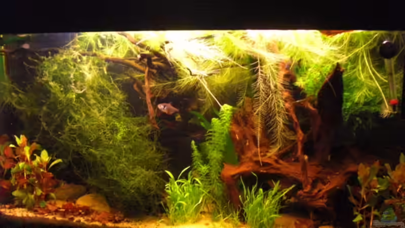 Aquarium Hauptansicht von Laetacara Domizil Aquarium Hauptansicht von Laetacara Domizil