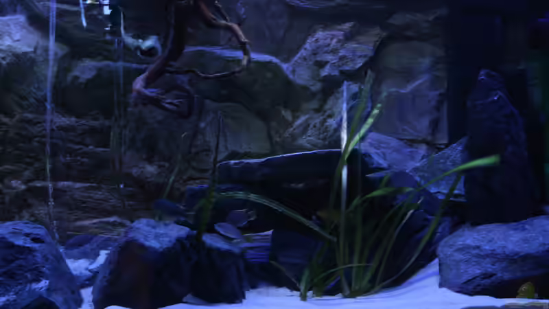 Aquarium Hauptansicht von Lake Malawi 2.0 Aquarium Hauptansicht von Lake Malawi 2.0