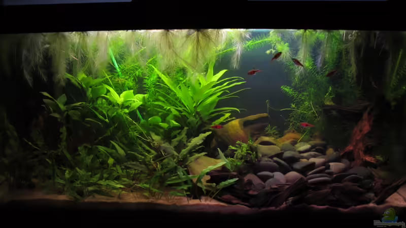 Aquarium Hauptansicht von Land Of The Rising Sun Aquarium Hauptansicht von Land Of The Rising Sun