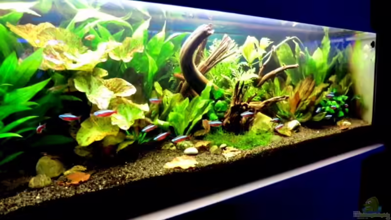 Aquarium Hauptansicht von "Leben an der Wurzel" Aquarium Hauptansicht von "Leben an der Wurzel"