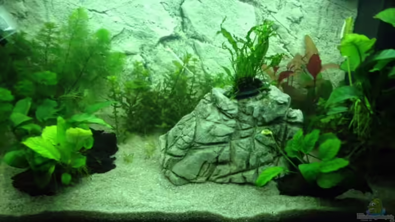 Aquarium Hauptansicht von Leider zu klein ;) Aquarium Hauptansicht von Leider zu klein ;)