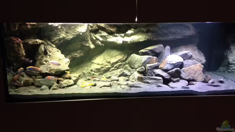 Aquarium Hauptansicht von Lennis Malawi Cave Aquarium Hauptansicht von Lennis Malawi Cave