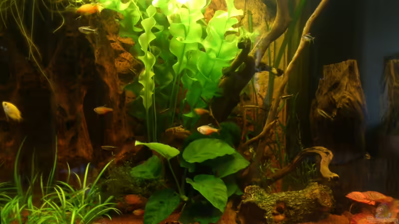 Aquarium Hauptansicht von Lido 120 - nur noch als Beispiel Aquarium Hauptansicht von Lido 120 - nur noch als Beispiel