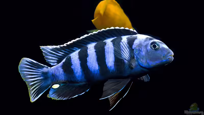 Aquarium Hauptansicht von "Lido 200" - "Saulosi Artenbecken" Aquarium Hauptansicht von "Lido 200" - "Saulosi Artenbecken"