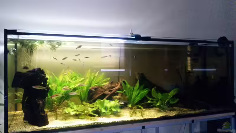 Aquarium Hauptansicht von Links ( Licht fährt gerade hoch bei 100% schaltet sich die rechte Seite hinzu) Aquarium Hauptansicht von Links ( Licht fährt gerade hoch bei 100% schaltet sich die rechte Seite hinzu)