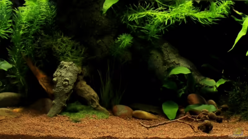 Aquarium Hauptansicht von little dark african Aquarium Hauptansicht von little dark african