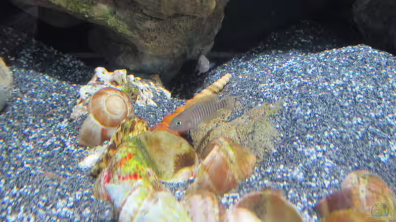 Aquarium Hauptansicht von Little Lake Tanganjika Aquarium Hauptansicht von Little Lake Tanganjika