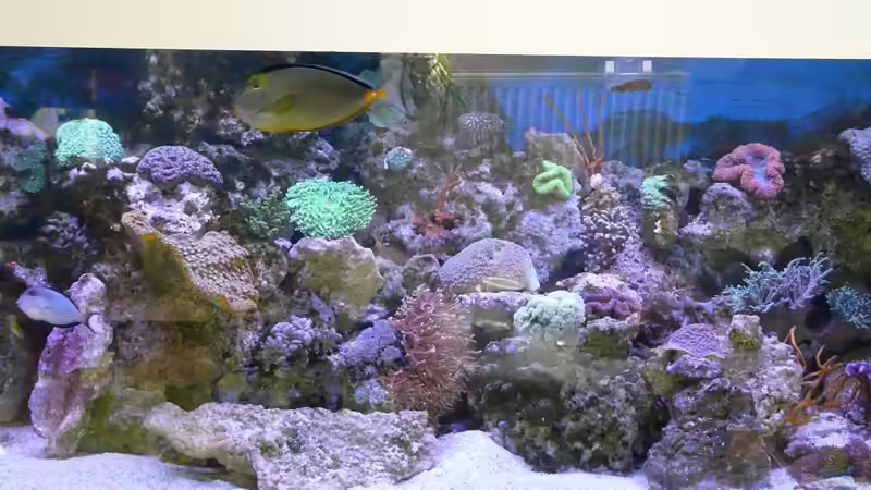 Aquarium Hauptansicht von Little Ocean... Aquarium Hauptansicht von Little Ocean...