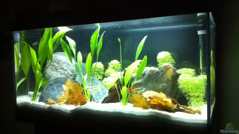 Aquarium Hauptansicht von Little_S-America Aquarium Hauptansicht von Little_S-America