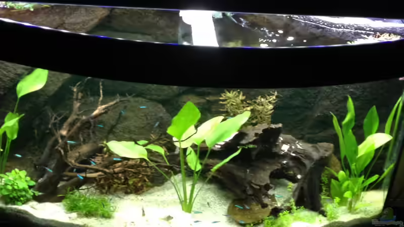 Aquarium Hauptansicht von Little Southamerica Aquarium Hauptansicht von Little Southamerica