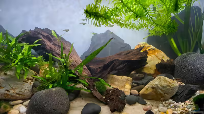 Aquarium Hauptansicht von Loaches again Aquarium Hauptansicht von Loaches again