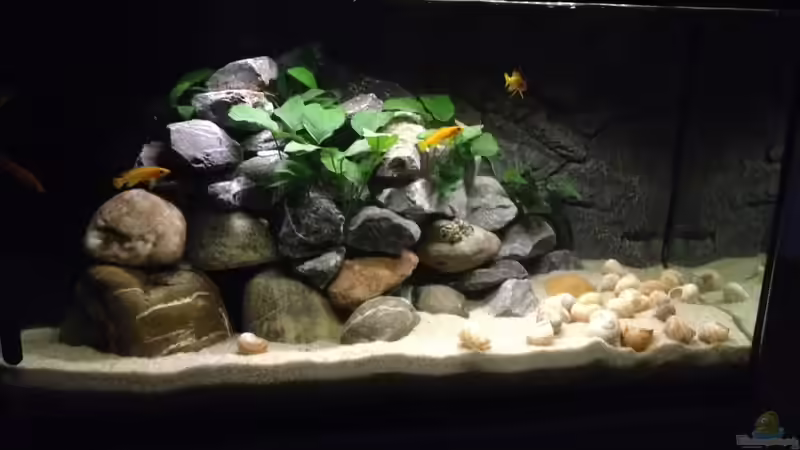 Aquarium Hauptansicht von Longior Rocks Aquarium Hauptansicht von Longior Rocks