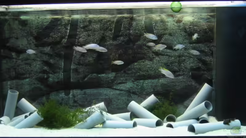 Aquarium Hauptansicht von Low-Budget bzw. nem geschenkten Barsch... Aquarium Hauptansicht von Low-Budget bzw. nem geschenkten Barsch...