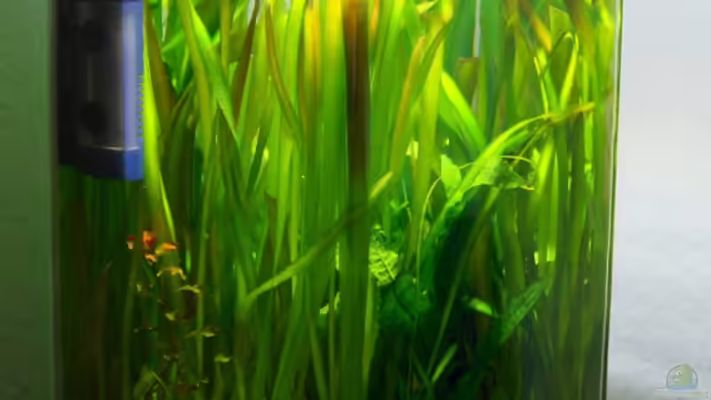 Aquarium Hauptansicht von LOW Tech Ablegerbecken Aquarium Hauptansicht von LOW Tech Ablegerbecken