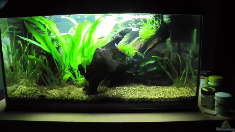 Aquarium Hauptansicht von "Luke`s 54" --Aufgelöst-- Aquarium Hauptansicht von "Luke`s 54" --Aufgelöst--