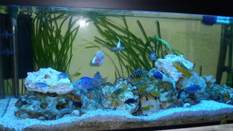 Aquarium Hauptansicht von Malawi - Gesellschaftsbecken Aquarium Hauptansicht von Malawi - Gesellschaftsbecken