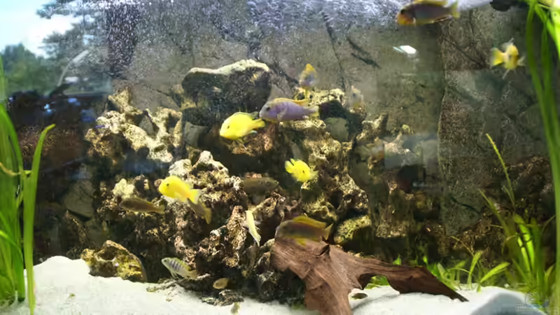 Aquarium Hauptansicht von Malawi ( Nicht mehr in Betrieb) Aquarium Hauptansicht von Malawi ( Nicht mehr in Betrieb)