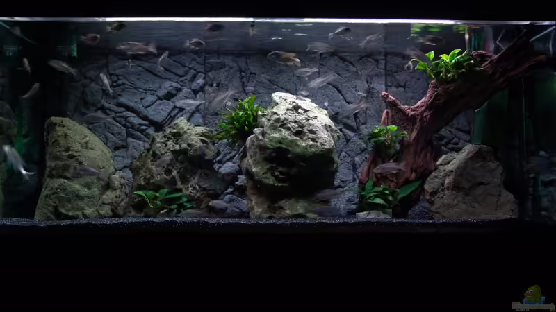 Aquarium Hauptansicht von Malawi 1 Aquarium Hauptansicht von Malawi 1