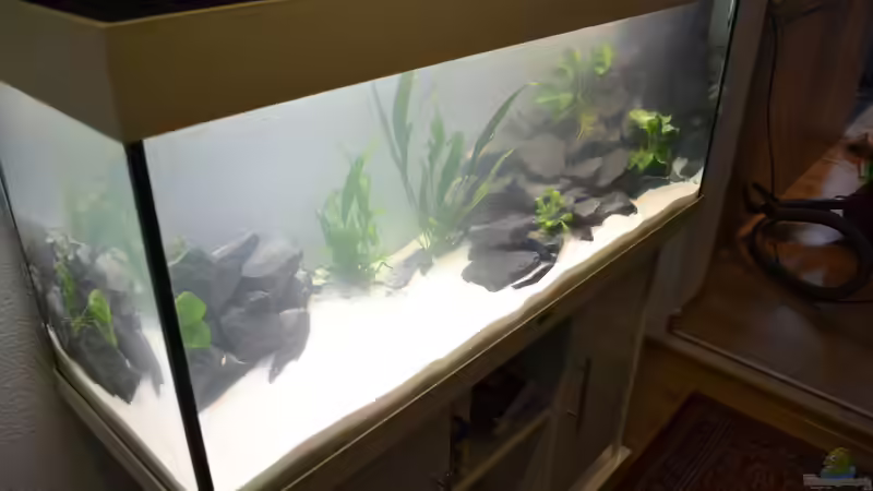 Aquarium Hauptansicht von Malawi 240 Aquarium Hauptansicht von Malawi 240