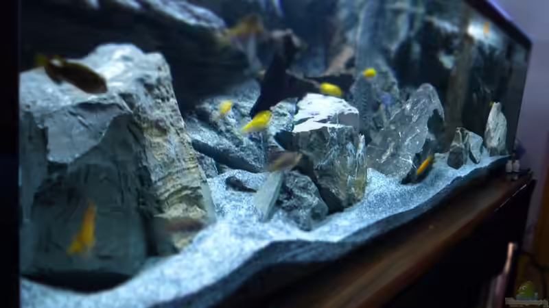Aquarium Hauptansicht von Malawi 450 Aquarium Hauptansicht von Malawi 450