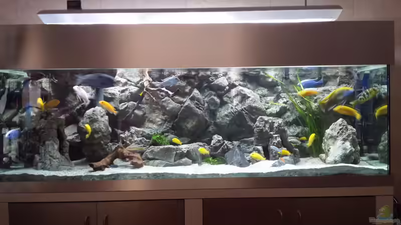 Aquarium Hauptansicht von Malawi african sea or "Der Mühe Lohn" Aquarium Hauptansicht von Malawi african sea or "Der Mühe Lohn"