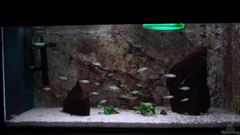 Aquarium Hauptansicht von Malawi Aufzuchtsbecken Aquarium Hauptansicht von Malawi Aufzuchtsbecken