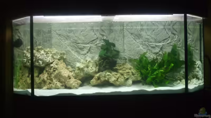 Aquarium Hauptansicht von Malawi aus hagen Aquarium Hauptansicht von Malawi aus hagen