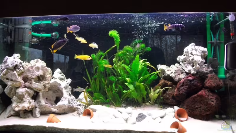 Aquarium Hauptansicht von Malawi Becken Aquarium Hauptansicht von Malawi Becken