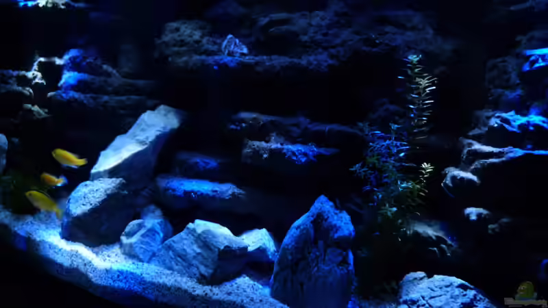 Aquarium Hauptansicht von Malawi Becken Aquarium Hauptansicht von Malawi Becken