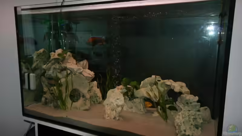 Aquarium Hauptansicht von Malawi Becken Aquarium Hauptansicht von Malawi Becken