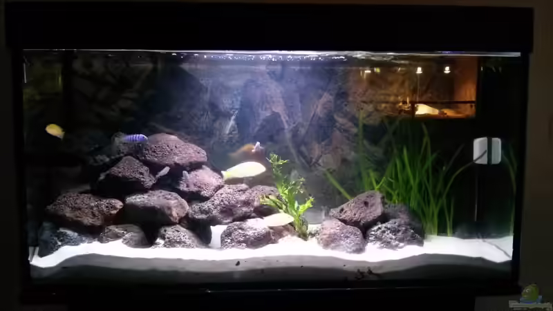 Aquarium Hauptansicht von Malawi Becken Aquarium Hauptansicht von Malawi Becken