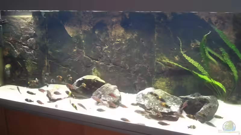 Aquarium Hauptansicht von Malawi Cichliden Aquarium Hauptansicht von Malawi Cichliden