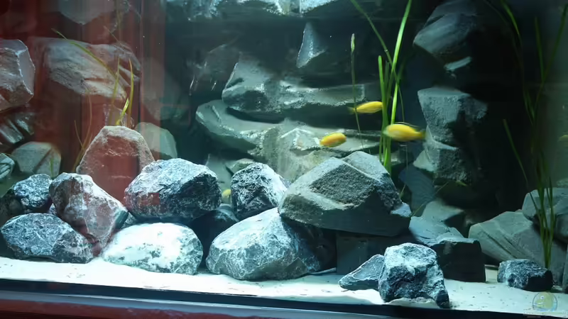 Aquarium Hauptansicht von Malawi-Delta Aquarium Hauptansicht von Malawi-Delta