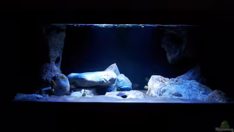 Aquarium Hauptansicht von Malawi im Wohnzimmer (als Beispiel) Aquarium Hauptansicht von Malawi im Wohnzimmer (als Beispiel)