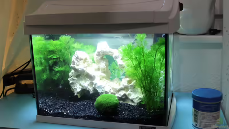 Aquarium Hauptansicht von Malawi klein Paradies Aquarium Hauptansicht von Malawi klein Paradies