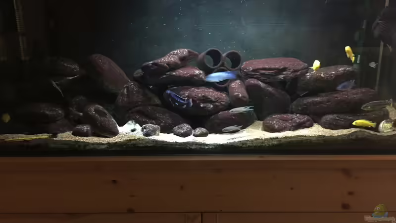 Aquarium Hauptansicht von Malawi Mbuna Tank vor Umbau Aquarium Hauptansicht von Malawi Mbuna Tank vor Umbau