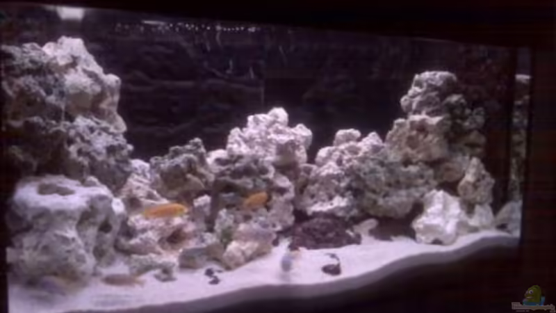 Aquarium Hauptansicht von Malawi Mbuna Aquarium Hauptansicht von Malawi Mbuna