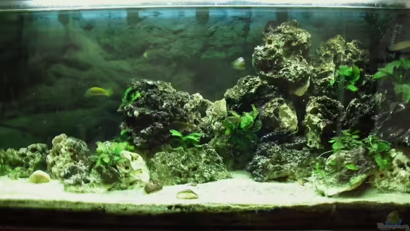 Aquarium Hauptansicht von Malawi-Nature Aquarium Hauptansicht von Malawi-Nature