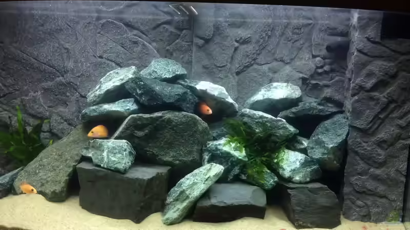 Aquarium Hauptansicht von Malawi Newbie Aquarium Hauptansicht von Malawi Newbie