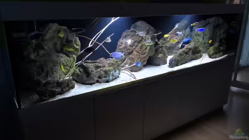 Aquarium Hauptansicht von Malawi nonmbuna Aquarium Hauptansicht von Malawi nonmbuna