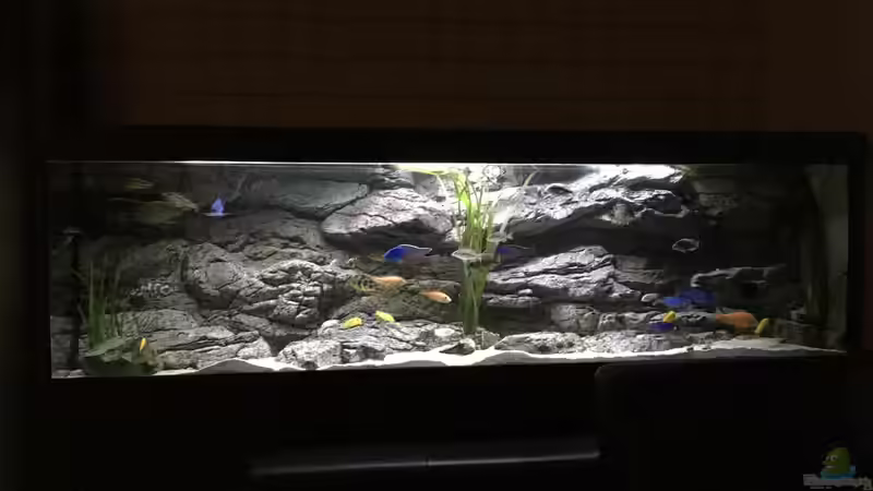 Aquarium Hauptansicht von Malawi Purkersdorf Aquarium Hauptansicht von Malawi Purkersdorf