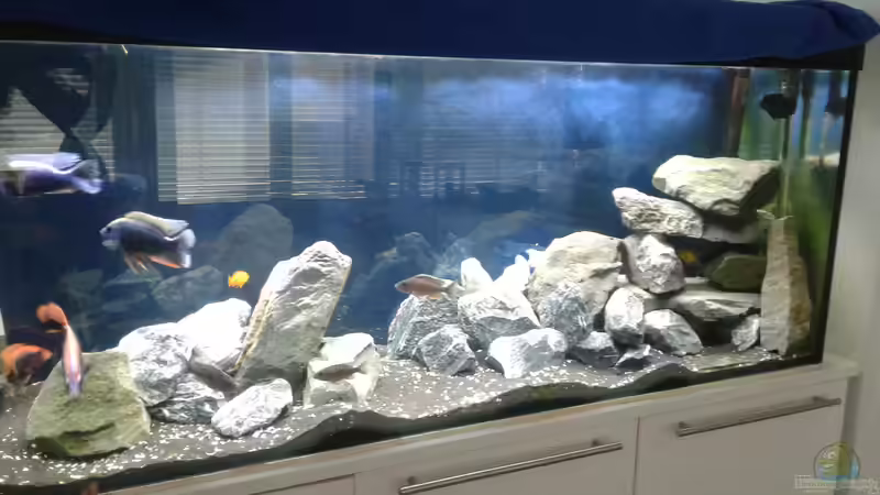 Aquarium Hauptansicht von Malawi Raumteiler, die blaube Decke im Hintergrund ist nur für das Foto Aquarium Hauptansicht von Malawi Raumteiler, die blaube Decke im Hintergrund ist nur für das Foto